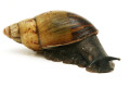 Archachatina camerunensis Cameroon adult